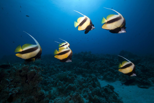鰭魚和海洋。