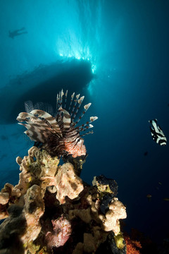獅子魚和海洋。