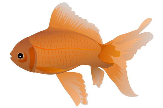 孤立的金魚
