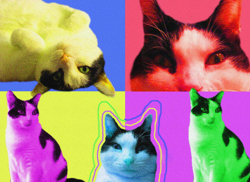 popart貓
