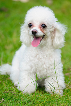 玩具貴賓犬
