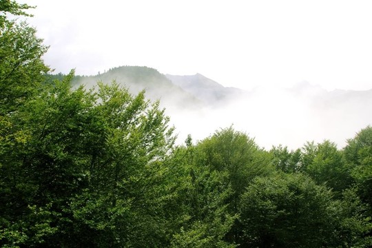 霧山霧照自然森林
