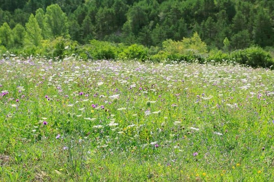 花草甸野外春季自然