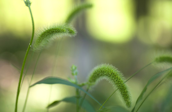 狗尾巴草