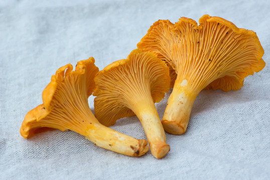 雞油菌