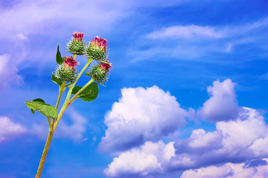 牛蒡菊對(duì)天空