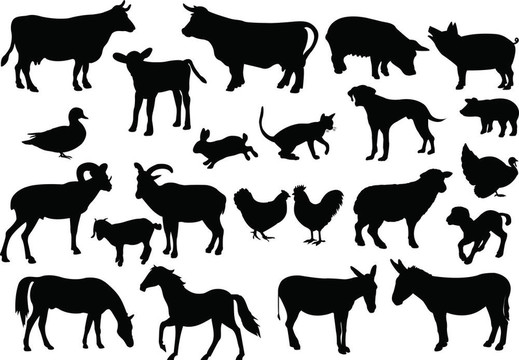 農(nóng)場里的動物