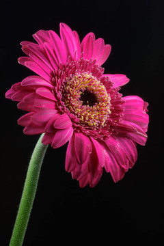 Pink Gerbera（菊科）
