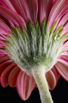 Pink Gerbera（菊科）