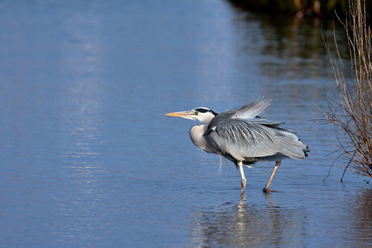 蒼鷺（Ardea cinerea）走到水