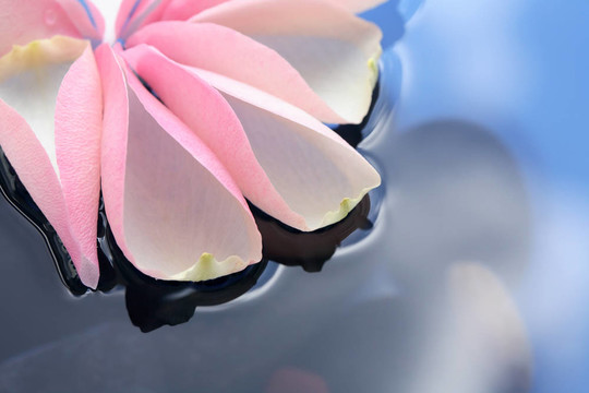 水上的玫瑰花瓣