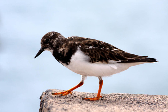 Ruddy Turnstone（翻石鷸）的海鳥棲息在豐沙爾群島的墻