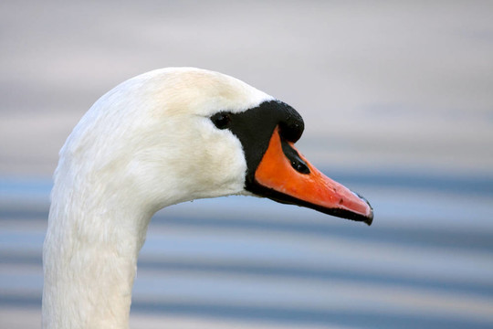 Mute Swan（疣鼻天鵝）在自然保護(hù)區(qū)附近的西蘇塞克斯郡霍舍姆沃納姆