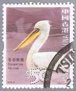 卷羽鵜鶘