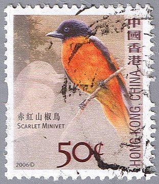 赤紅山椒鳥