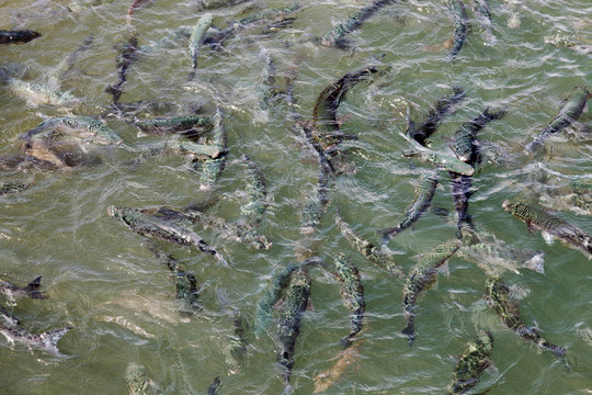 魚在洛杉磯巨人港灣淺灘