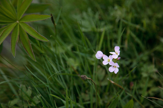 杜鵑花（碎米禾）