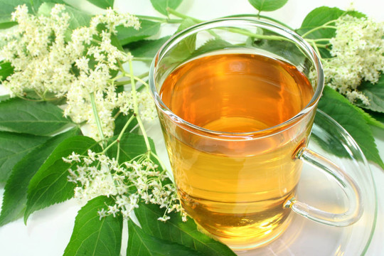 接骨木茶