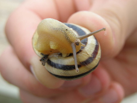 macro8