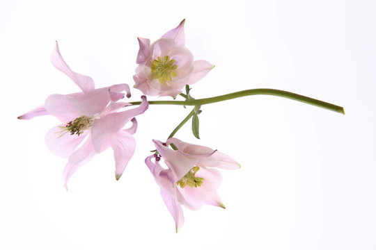 耬斗花