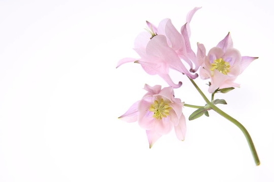 耬斗花