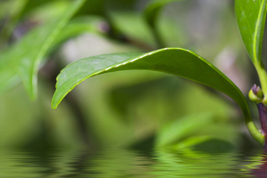 茶花的葉子