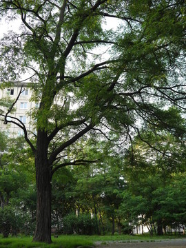 在公園的樹(shù)