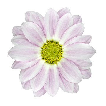 單瓣粉紅色和White Dahlia Flower分離