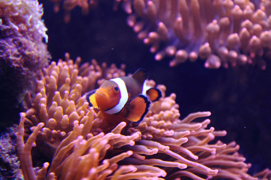 小丑魚