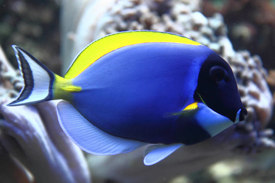 藍(lán)色的魚