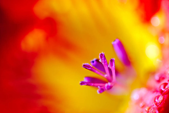 Freesia（鳶尾科）特寫