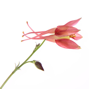 耬斗花