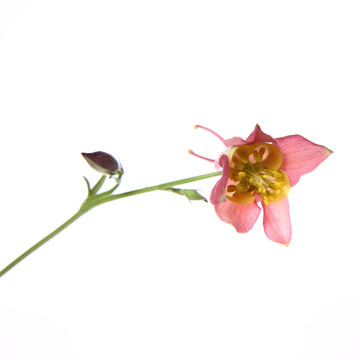 耬斗花