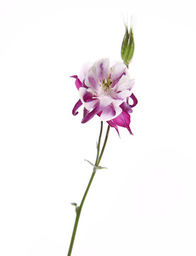 耬斗花