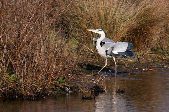 蒼鷺（Ardea cinerea）走出水