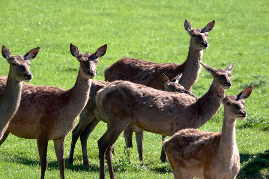 紅鹿（Cervus elaphus）