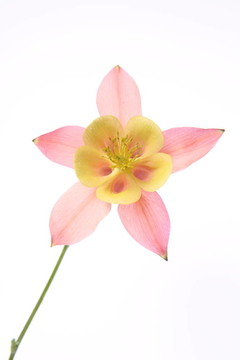 耬斗花