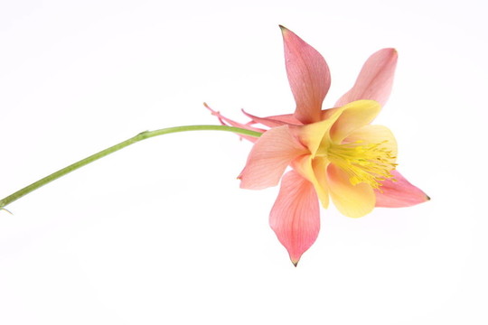 耬斗花
