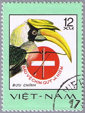 大犀鳥