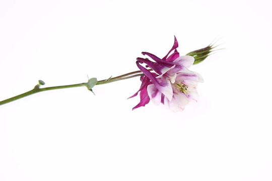 耬斗花