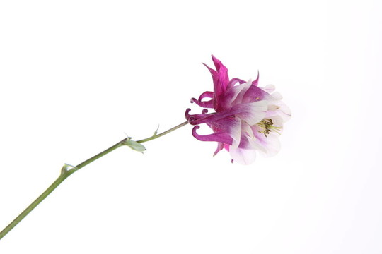 耬斗花