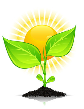 植物與水滴和太陽