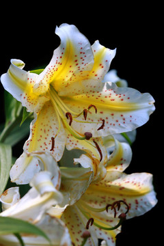 兩只老虎百合花
