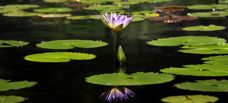 水百合