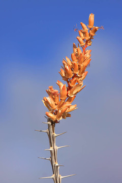 沙漠之花