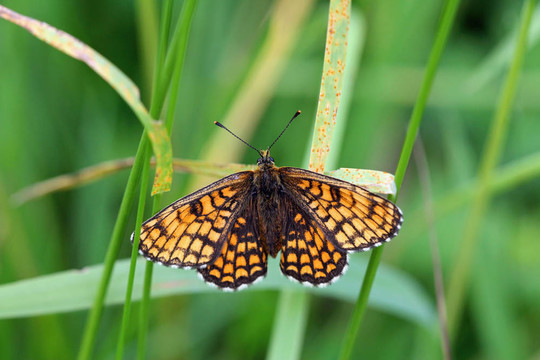 Mellicta athalia（Heath Fritillary）