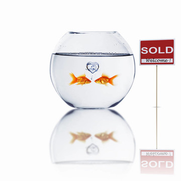 在一個(gè)魚缸里的金魚