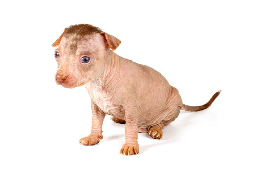 中國冠毛犬幼犬