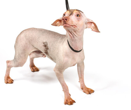 中國冠毛犬幼犬
