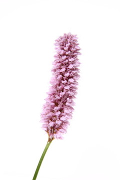 粉紅色的觀賞花卉